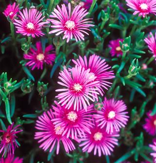 Flower Of Lampranthus Roseus