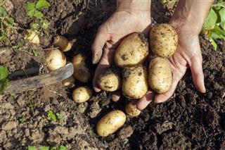 Potatoes Harvested With Handsand