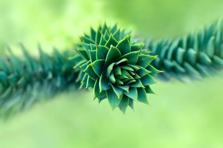 Monkey puzzle tree (Araucaria araucana)