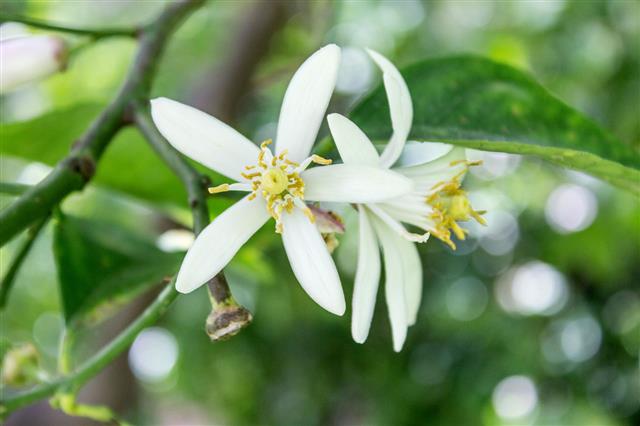 Citrus Blossoms