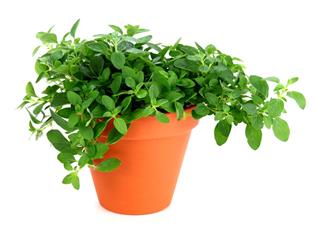 Oregano Plant
