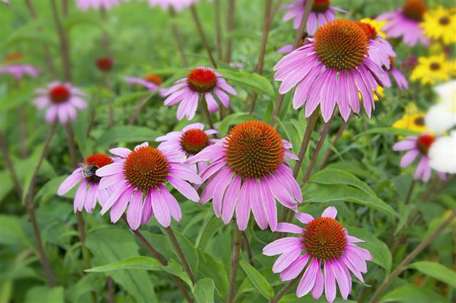 Echinacea Flowers