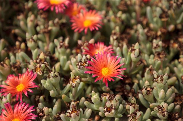 Ice Plant Succulent Carpobrotus Edulis