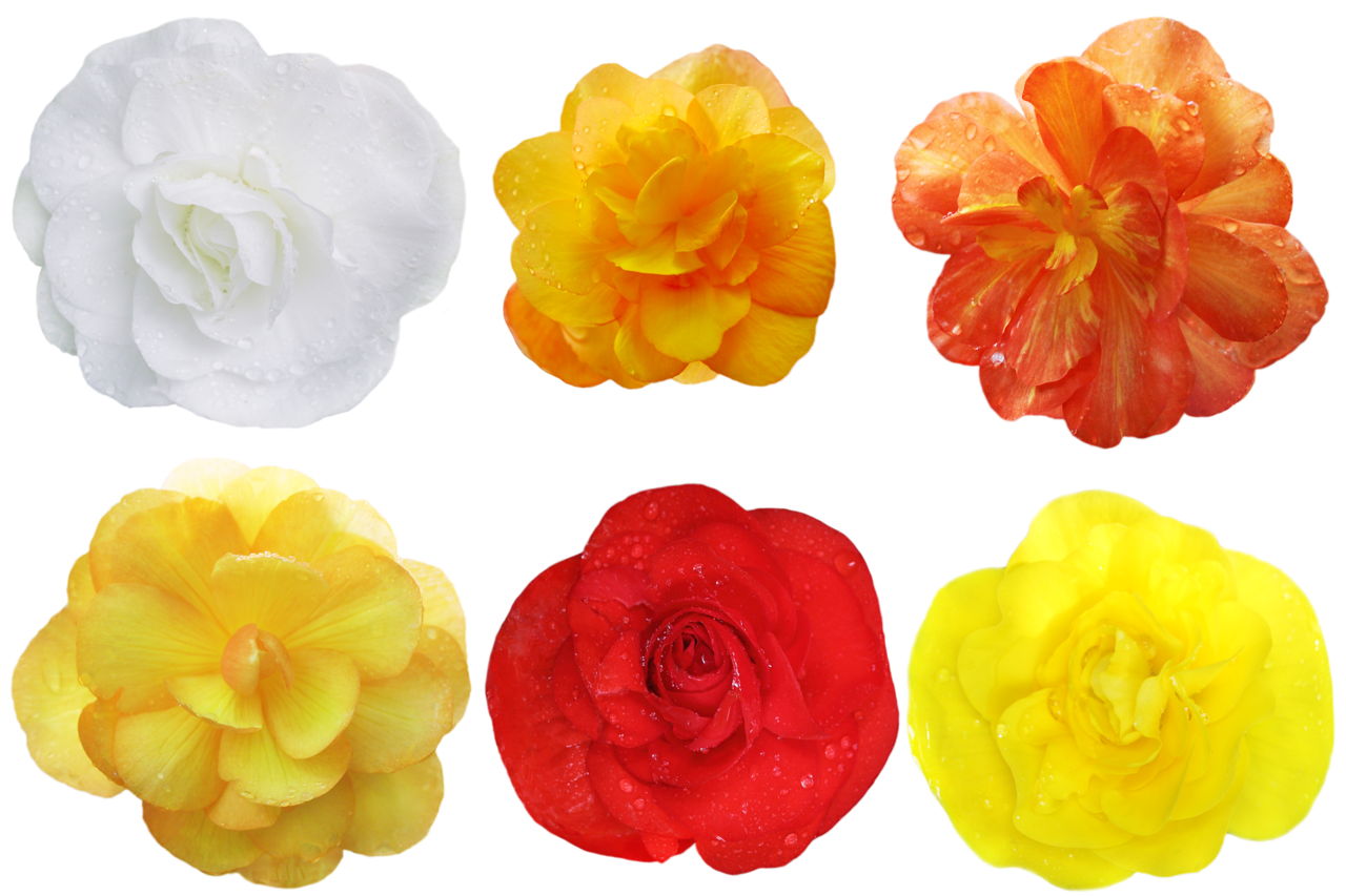 Begonia Flower Set