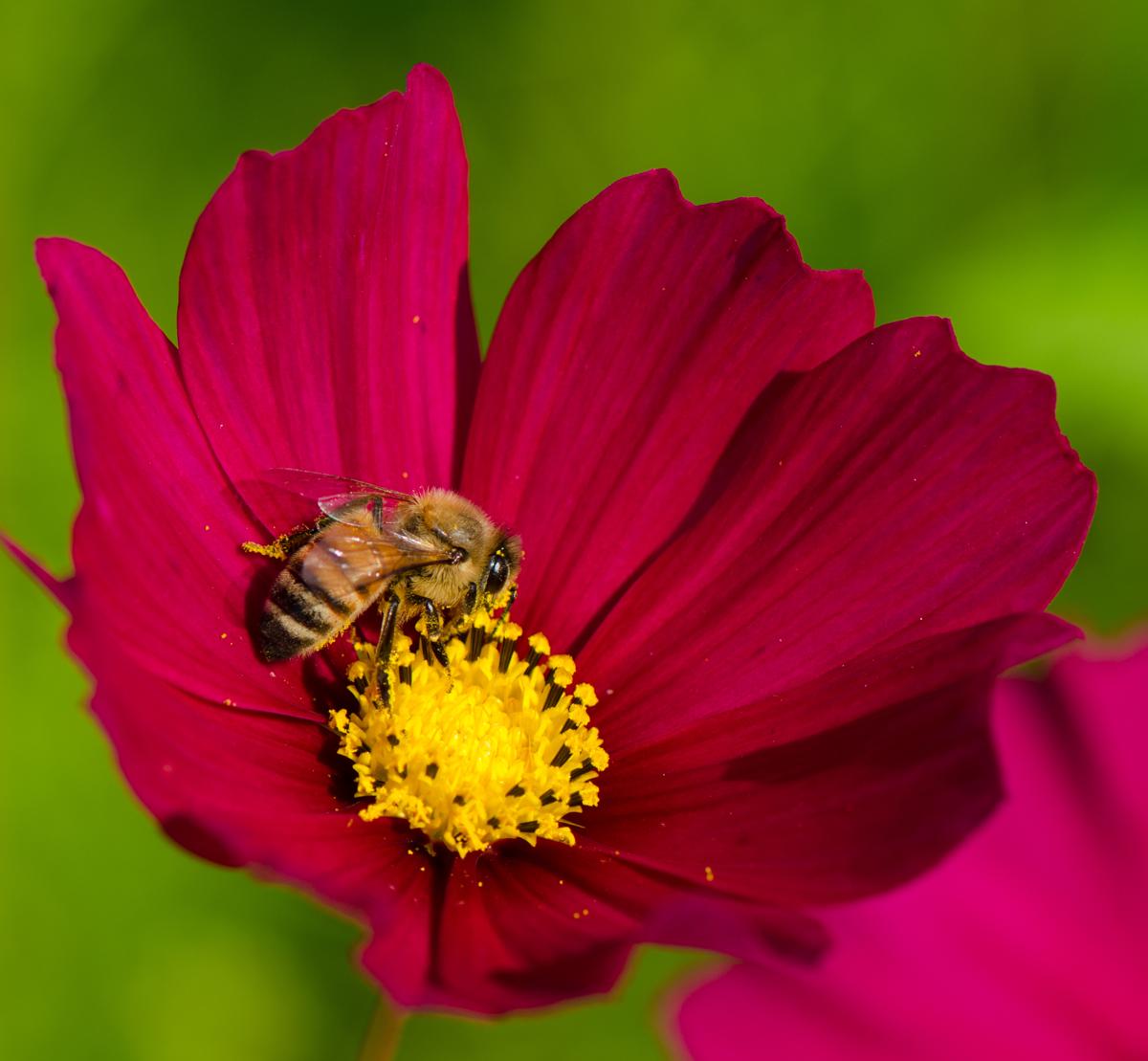 Bee on flower