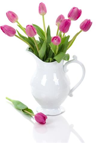Tulips