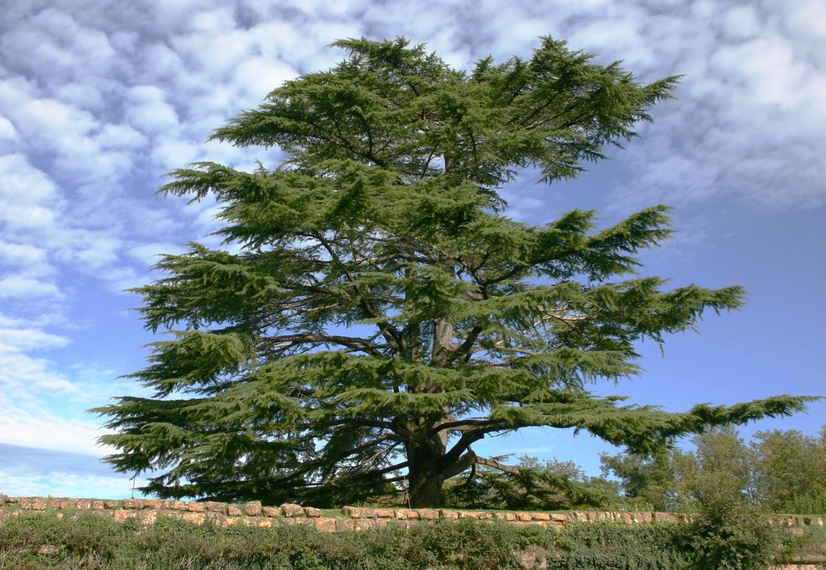 Cedar of Lebanon