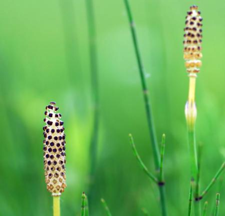 horsetail plant