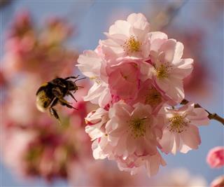 Bumblebee in blossoming rose