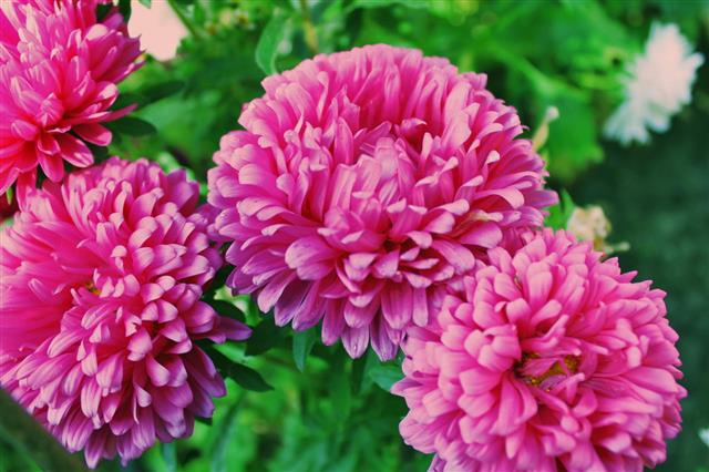 Pink Aster On A Flower Bed
