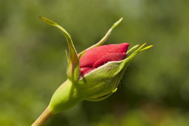 Rosebud