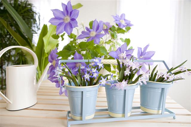Flowers And Watering Can