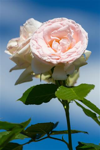 Rose Flower