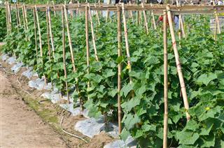 Cucumber growth in field