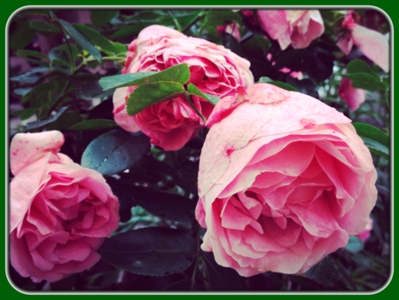Pink Roses in Garden at Dusk