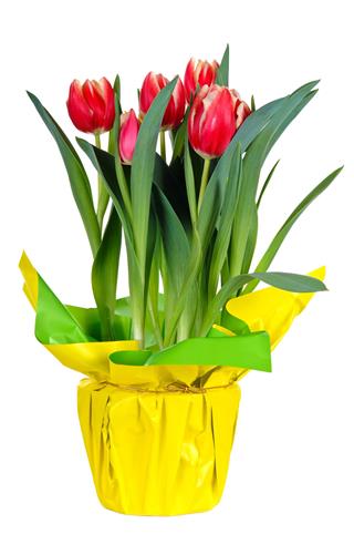 Tulips