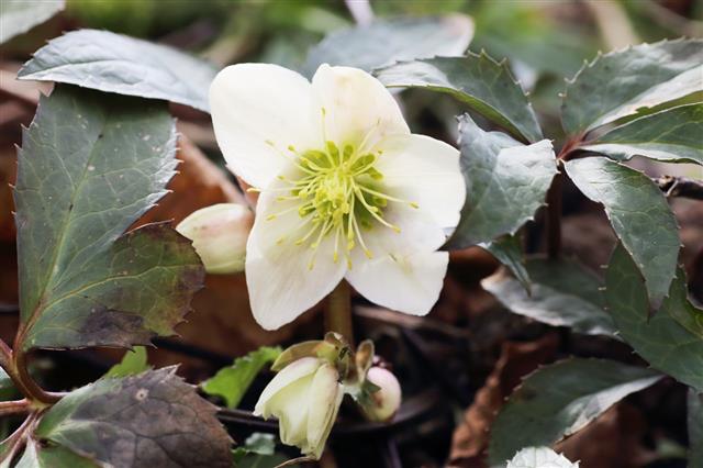 Christmas Rose