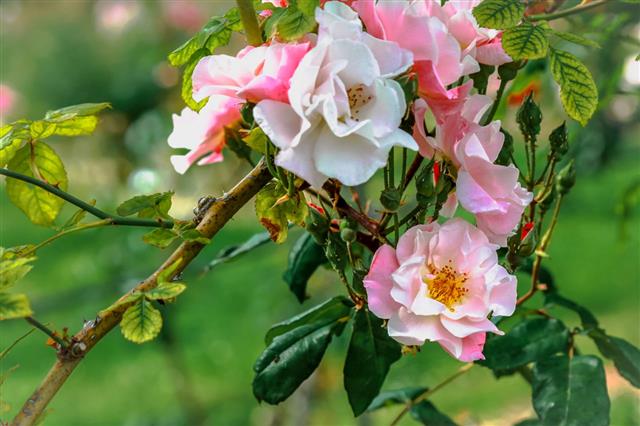 White And Pink Blooming Rose Flowers Close Up
