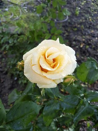 Yellow Rose Close Up