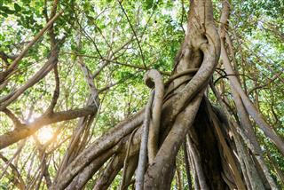 Mauritius Island Liana Jungle Forest Tropical Rainforest