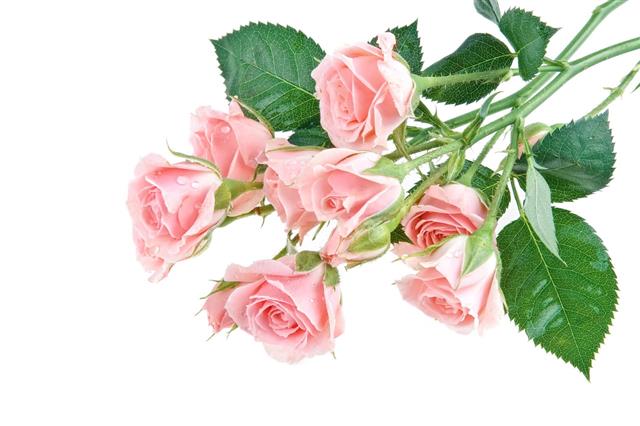 Wet Pink Roses