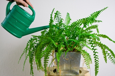 watering fern