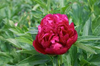 Peony Flower