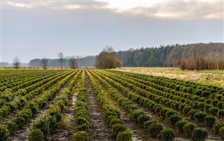 field with spherical boxwood plants