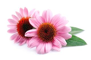 Echinacea Flowers Close Up