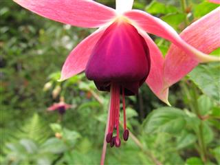 Pink And Purple Fuchsia Macro