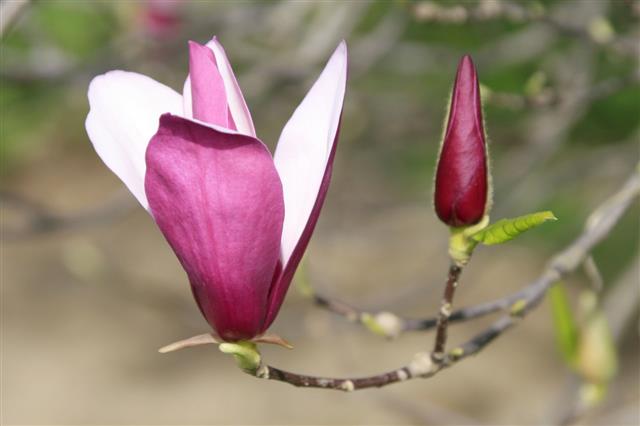Magnolia