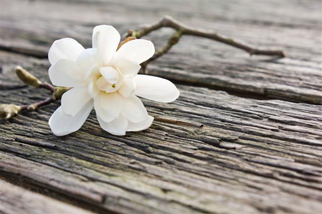 Magnolia