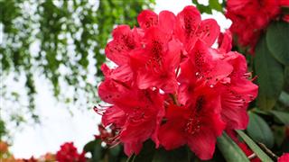 Rhododendron