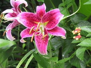 Stargazer Lily