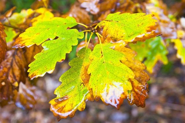 Wet Leaves