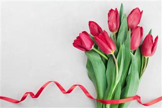 Tulip Flowers