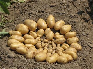 Potatoes