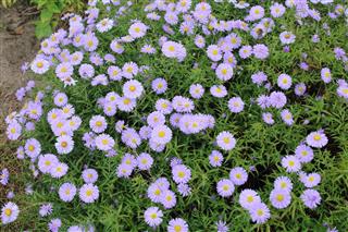 Beautiful Flower Blue Aster