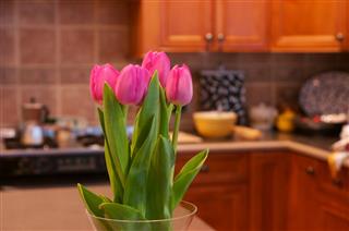 White And Violet Tulips Flowers