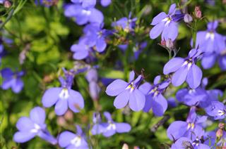 Blue Flowers Background