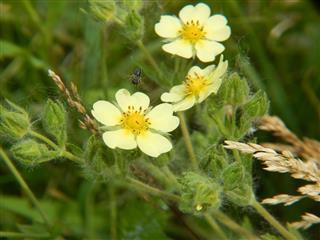 Sulphur Cinquefoil flowers in bloom