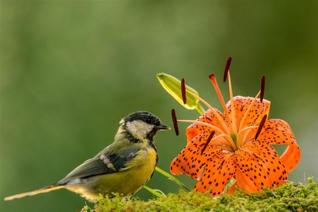 Orange Tiger Lily Flower
