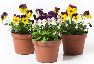Pansy plants