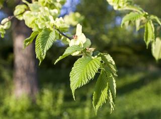 Elm tree in spring