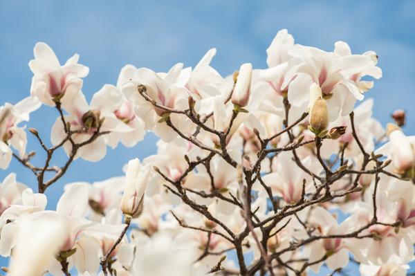 magnolia