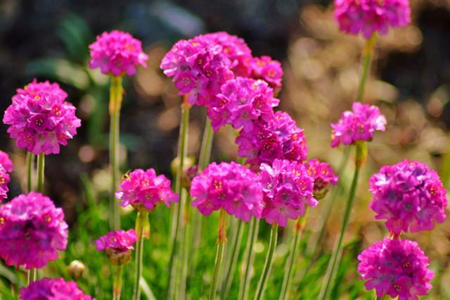 Armeria Maritima Sea Thrift