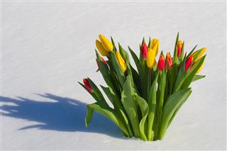 Tulips In The Snow