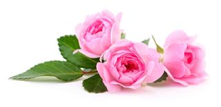 Beautiful Pink Roses