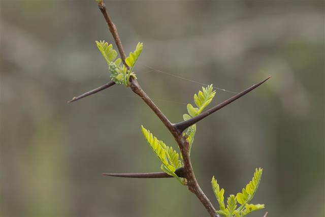 honey locust thorns