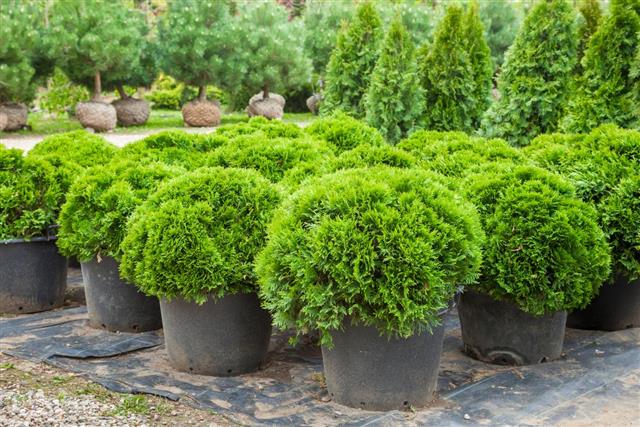 Cypresses plants